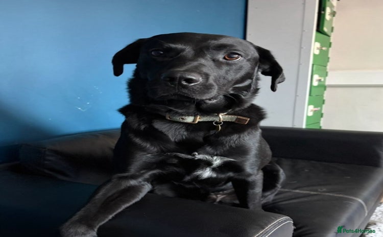 Labrador Retriever dogs - Advert 3