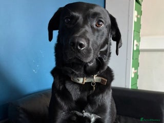 Labrador Retriever dogs - Advert 31