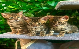 Bengal cats for sale: Brown Rosetted Bengal Boys – Ready 21/08/25 - Image 1