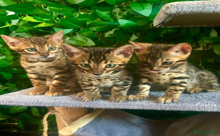 Bengal cats - Advert 1