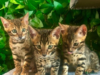 Bengal cats - Advert 6