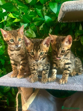 Bengal cats - Advert 12