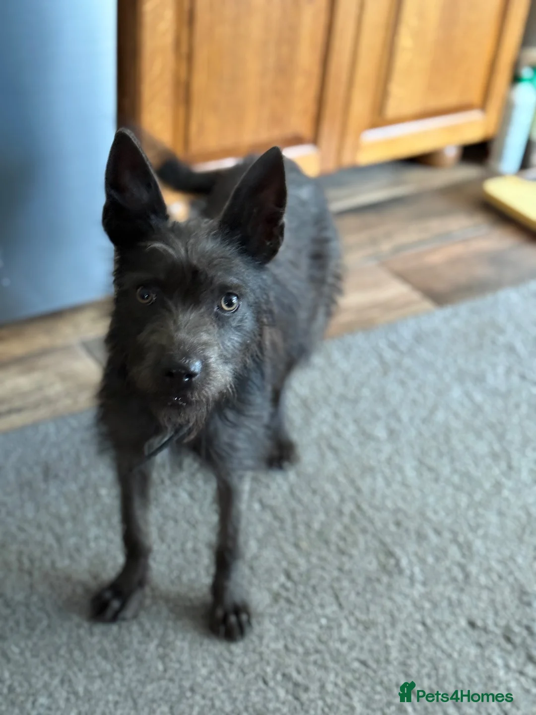 Mixed Breed dogs for adoption: Cute Mocha looking for LOVE  - Advert 1