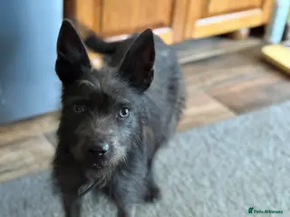 Mixed Breed dogs Cute Mocha looking for LOVE - Advert 2