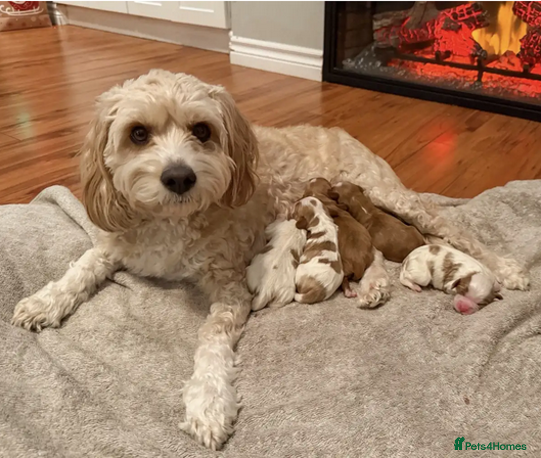 Cavapoo dogs for sale: ✨ Exceptional Toy Cavoodles – Carefully Bred - Advert 5