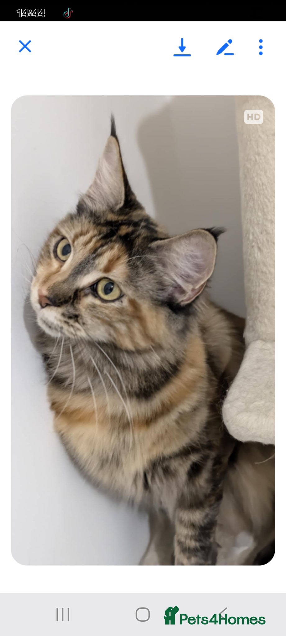 Maine Coon cats GCCF black silver and silver torbies - Advert 6