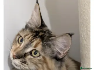 Maine Coon cats GCCF black silver and silver torbies - Advert 6