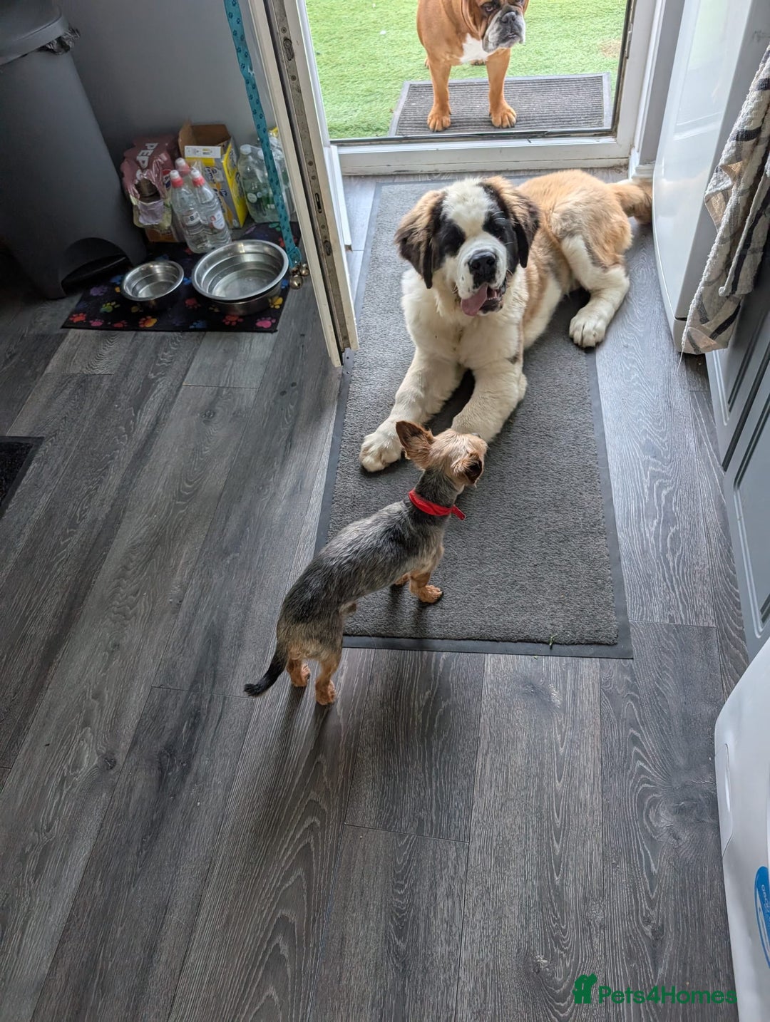 Saint Bernard dogs for sale: Saint Bernard for forever home  - Advert 9