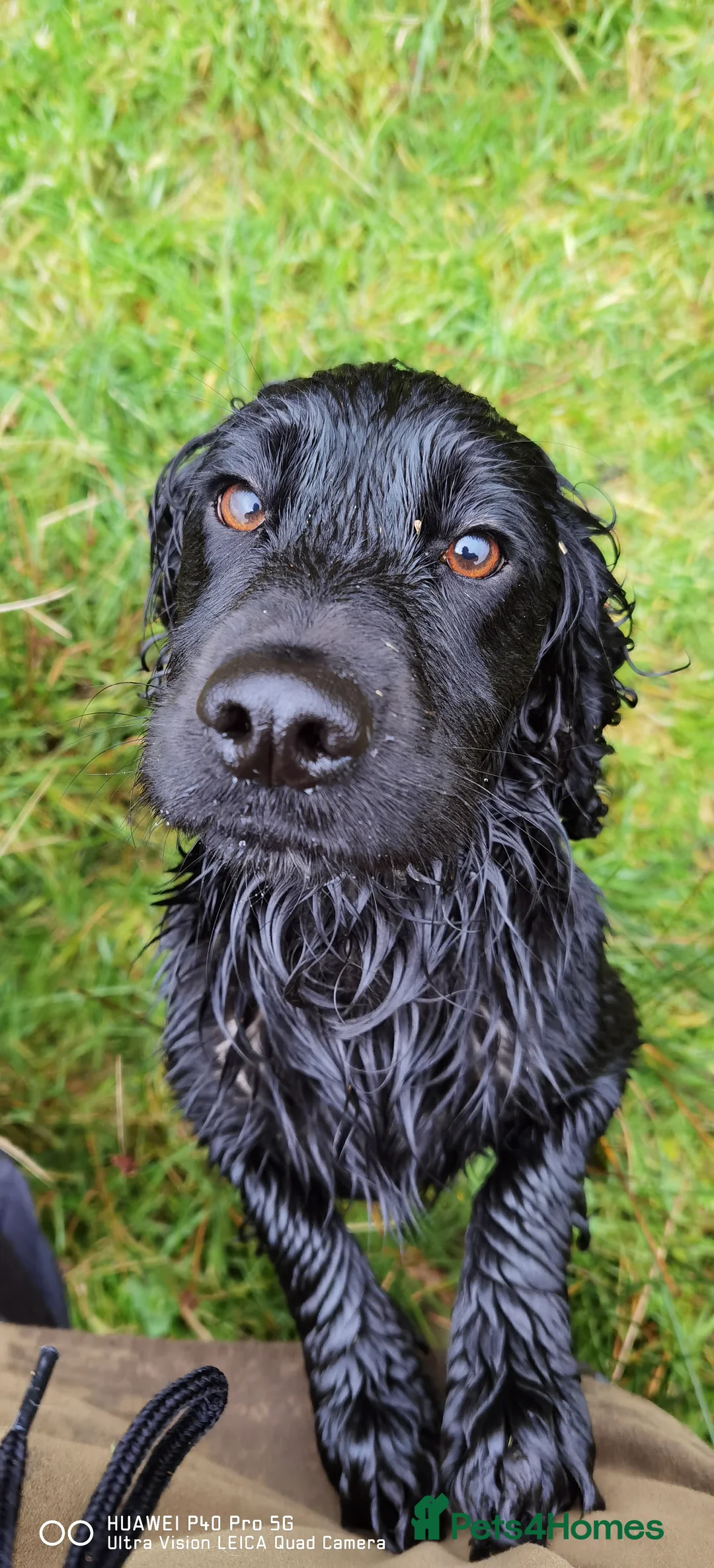 Cocker Spaniel dogs for stud: Fully health tested cocker stud dog in Preston - Advert 6