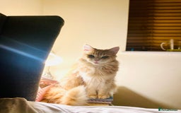 Maine Coon cats for sale: 🐾 Maine Coon Kittens X needing forever home 🐾 - Image 36
