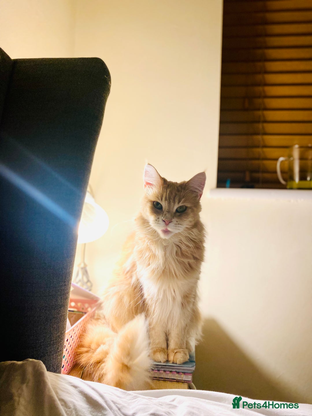 Maine Coon cats for sale: 🐾 Maine Coon Kittens X needing forever home 🐾 - Image 36