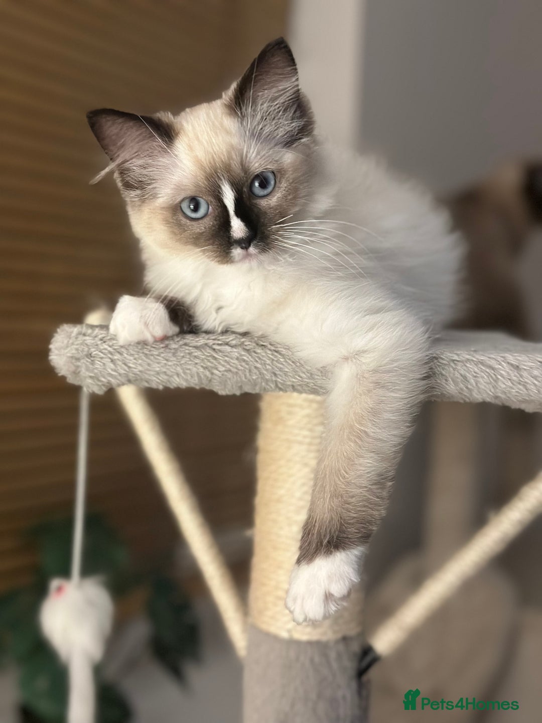 Ragdoll cats for sale: Last boy available! GCCF parents, pure ragdoll🤍 - Advert 32