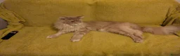 Maine Coon cats for sale: Male Maine coone  in Woodhall Spa - Advert 4
