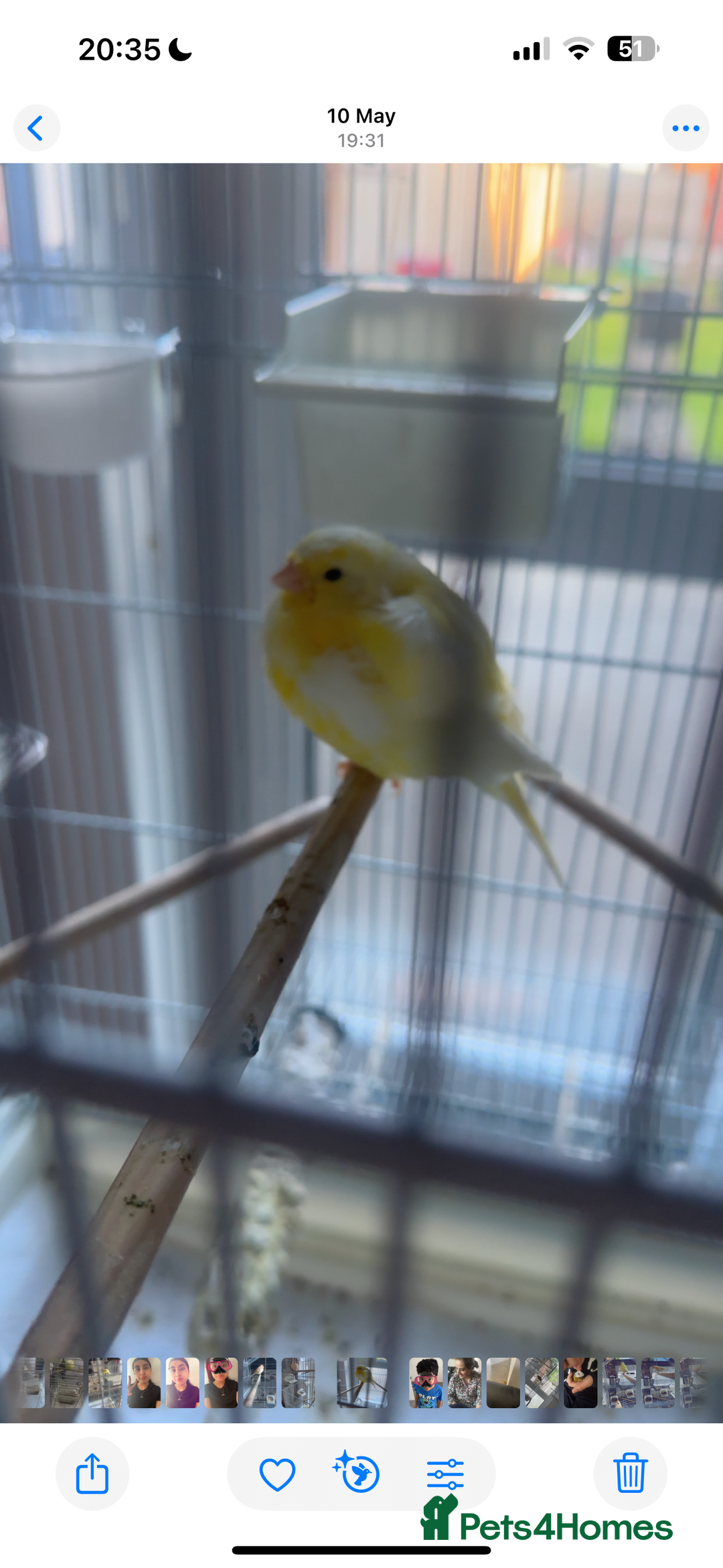 Canaries birds for sale: two canaries in pairs  - Image 6