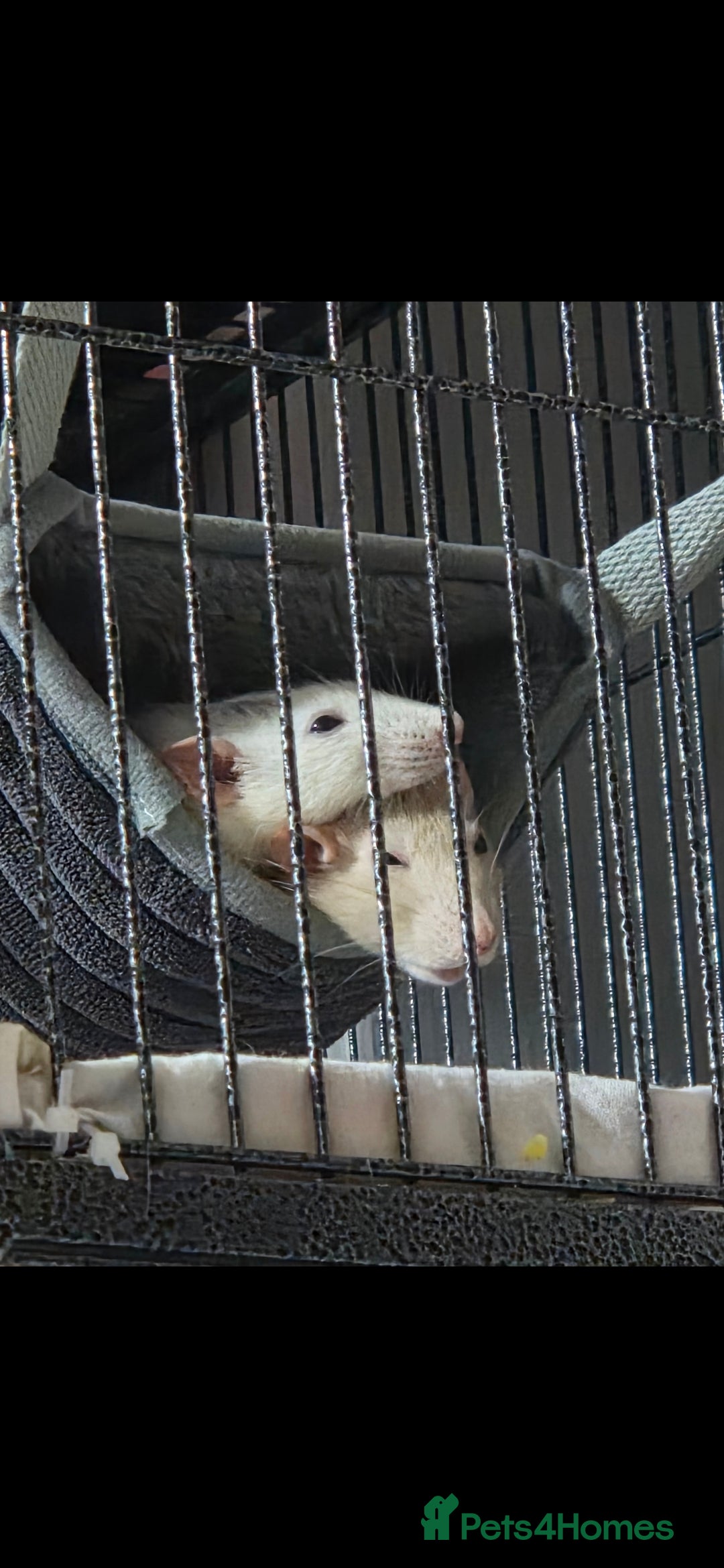 Rat rodents for sale: 4 bonded female rats  - Image 5