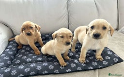 Labrador Retriever dogs for sale: Beautiful Labrador puppies  - Image 5
