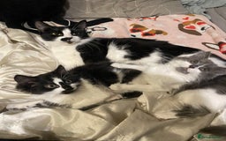 Mixed Breed cats for sale: 2 cat litter ( mixed breed) - Image 2