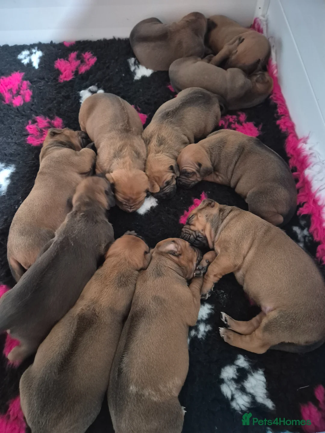 Rhodesian Ridgeback dogs for sale: ADORABLE RR PUPS! BOTH PARENTS DNA HEALTH CHECKED  - Advert 2