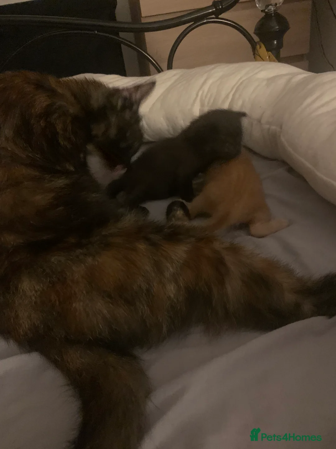Mixed Breed cats for sale: 2 mixed breed male kittens - Advert 2