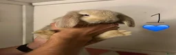 French Lop rabbits for sale: Pure Bred French Lop Babies.  - Advert 10