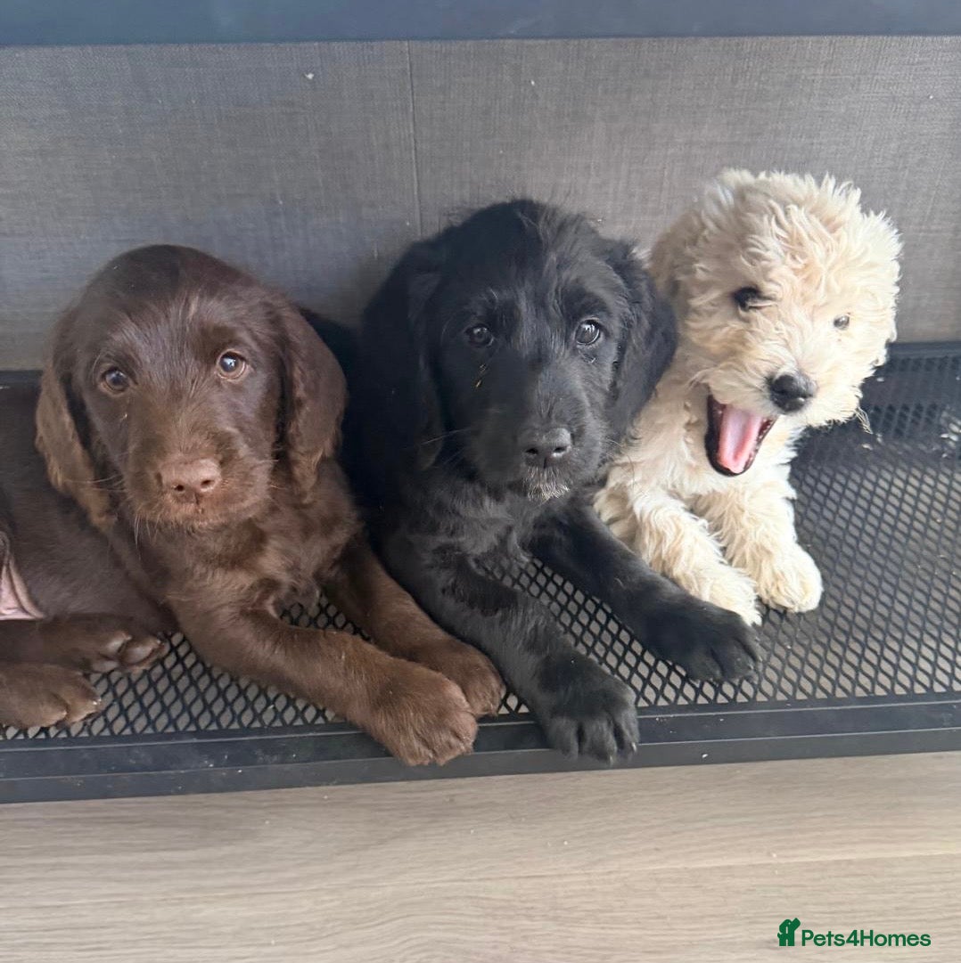 Labradoodle dogs Last 2 - Miniature F1B Labradoodle Puppies - Advert 1