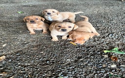 Labrador Retriever dogs for sale: Stunning Fox red labradors - Image 10