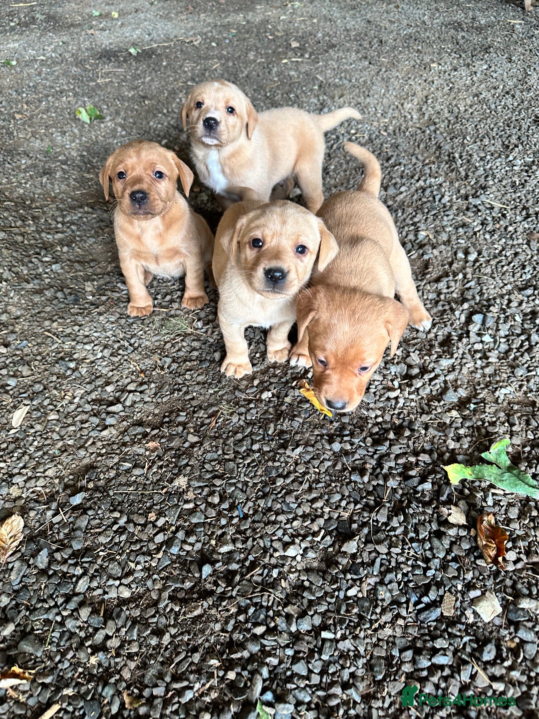 Labrador Retriever dogs for sale: Stunning Fox red labradors - Image 10