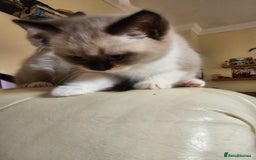 Ragdoll cats for sale: Three Ragdoll kittens - Image 6