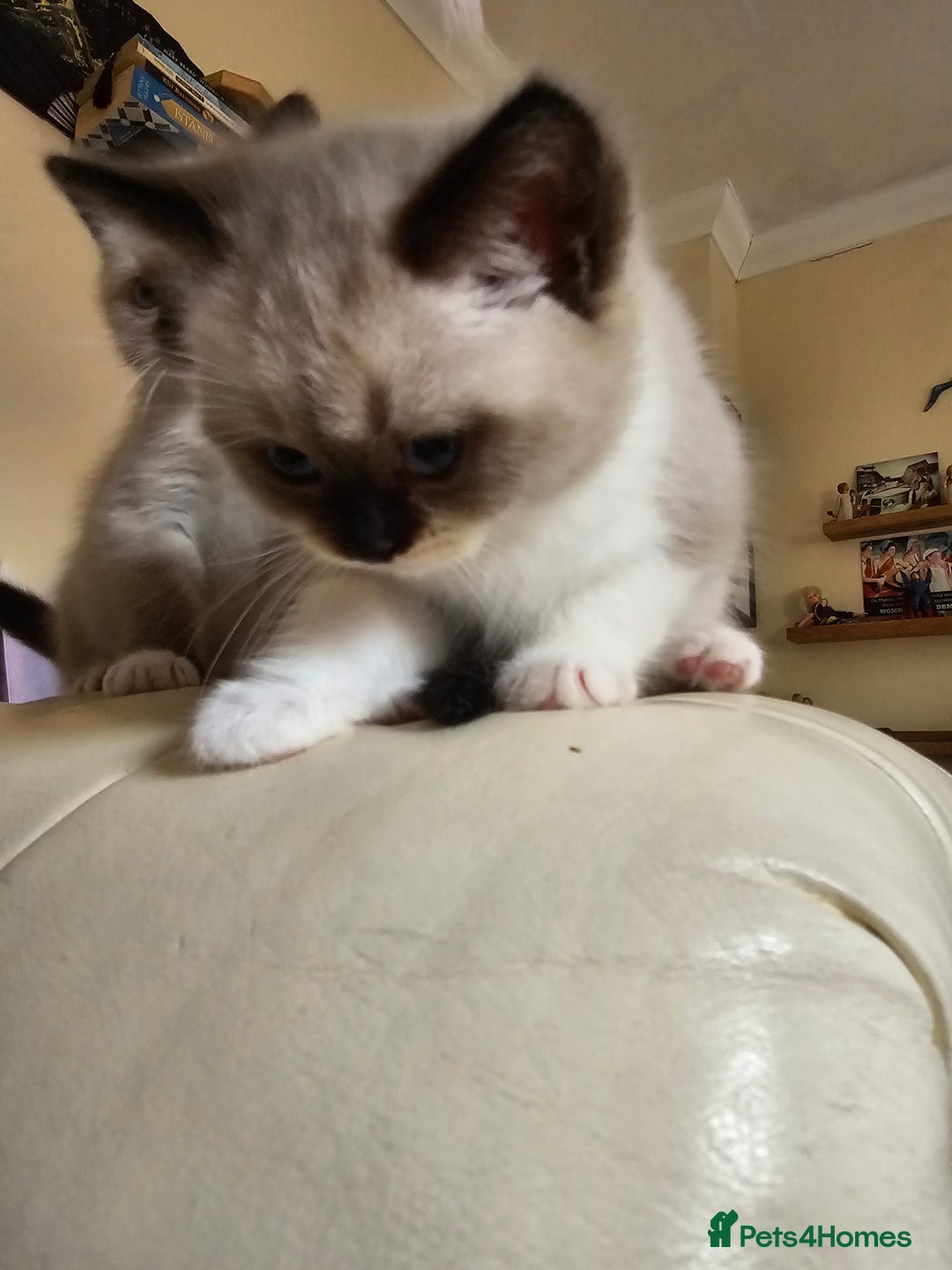 Ragdoll cats for sale: Three Ragdoll kittens - Image 6