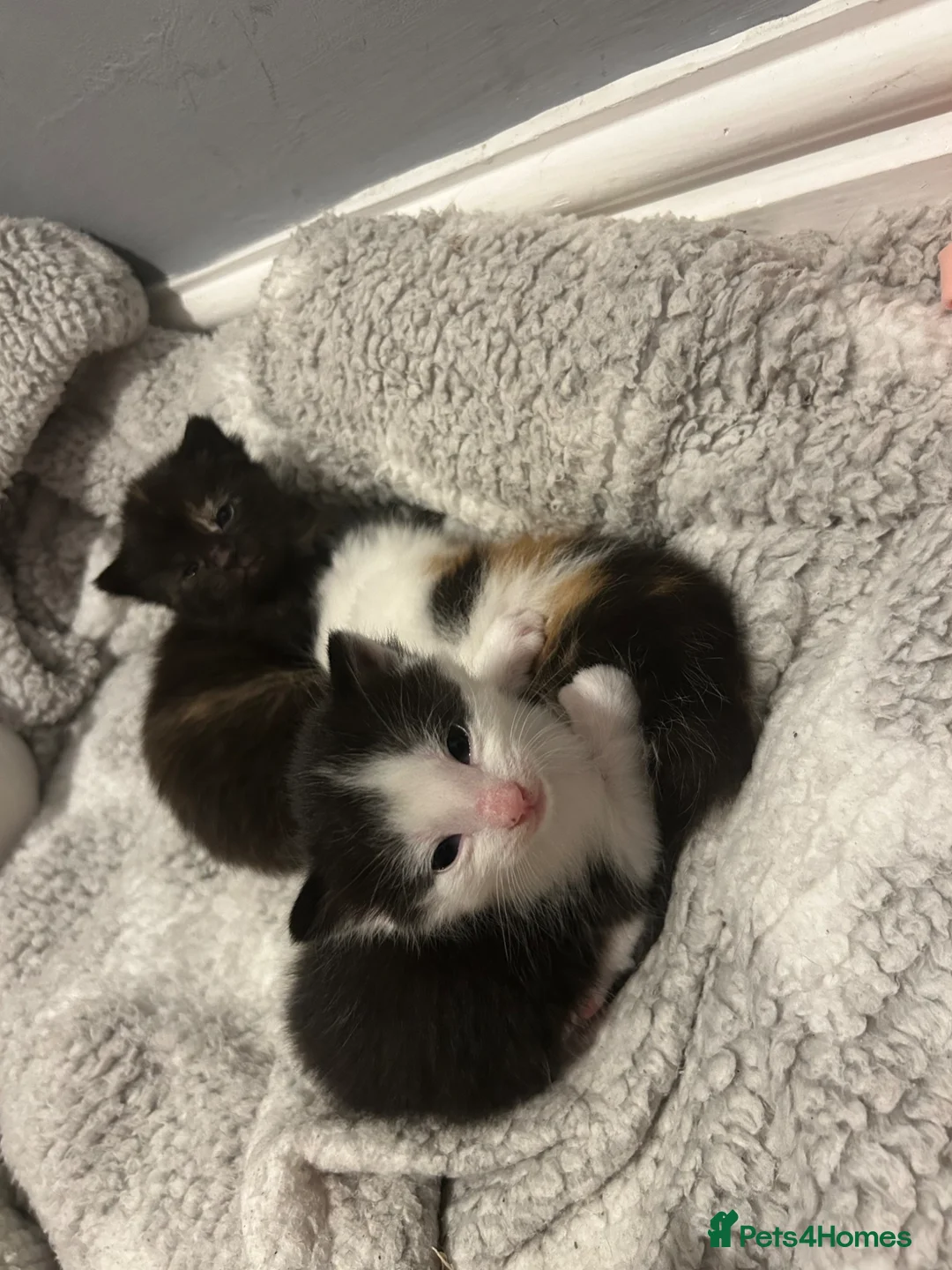 Mixed Breed cats for sale: Beautiful 2 male 2 female kittens  - Advert 6