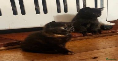 Mixed Breed cats - Advert 2