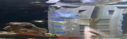 Cichlids fish for sale: Blue acara  in Felixstowe - Advert 3