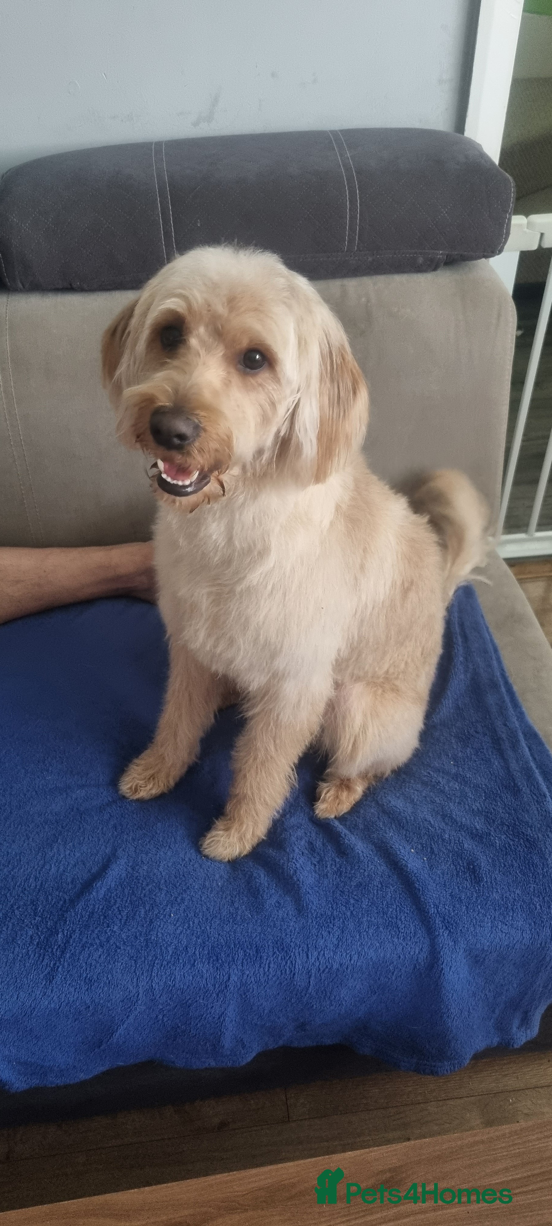Labradoodle dogs Labradoodle for Stud – Light Brown, Friendly Boy - Advert 2