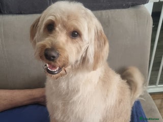 Labradoodle dogs - Advert 1