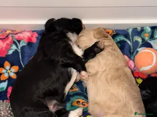 Maltipoo dogs Gorgeous rare colour maltipoo puppies - Advert 15