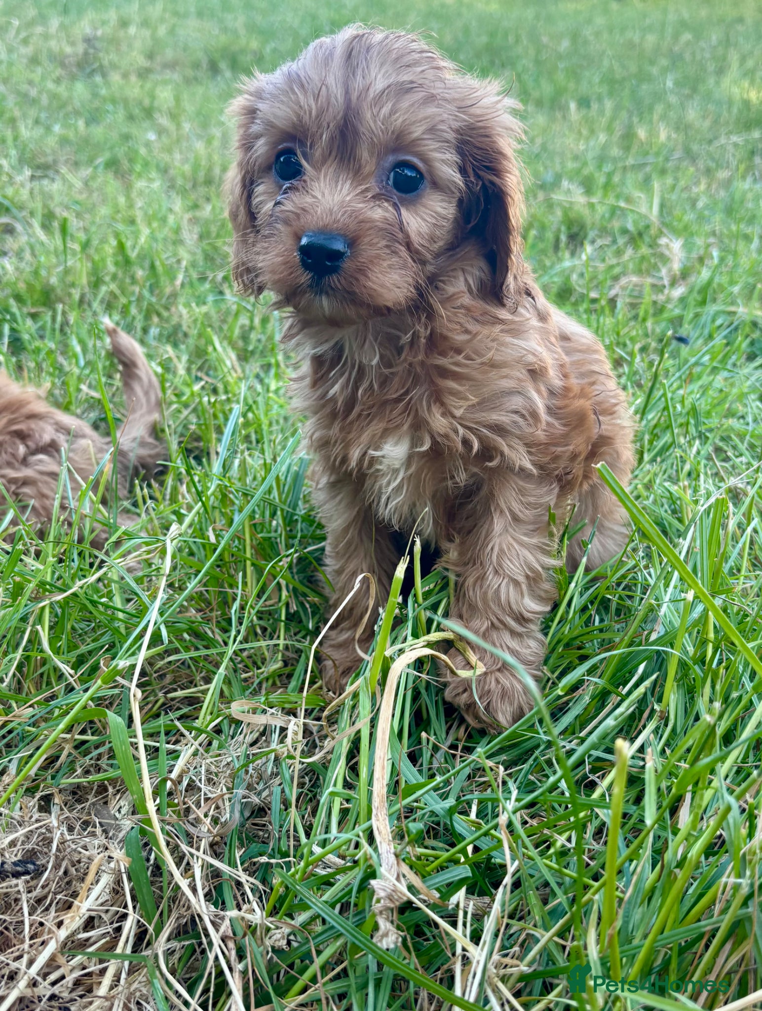 Cavapoo dogs for sale: Beautiful red girls and boys available  in Sittingbourne - Advert 25