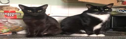 Mixed Breed cats for sale: Black kittens in Dereham - Advert 3