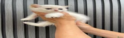 Scottish Fold cats for sale: SCOTTISH FOLD GOLDEN CHINCHILLA NY11-NY12 KITTENS. in Basildon - Advert 21