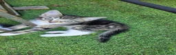 Mixed Breed cats for sale: Beatifull cittens - Advert 4