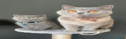 British Shorthair cats for sale: Cream pure  British Shorthair kittens in Portree - Advert 9