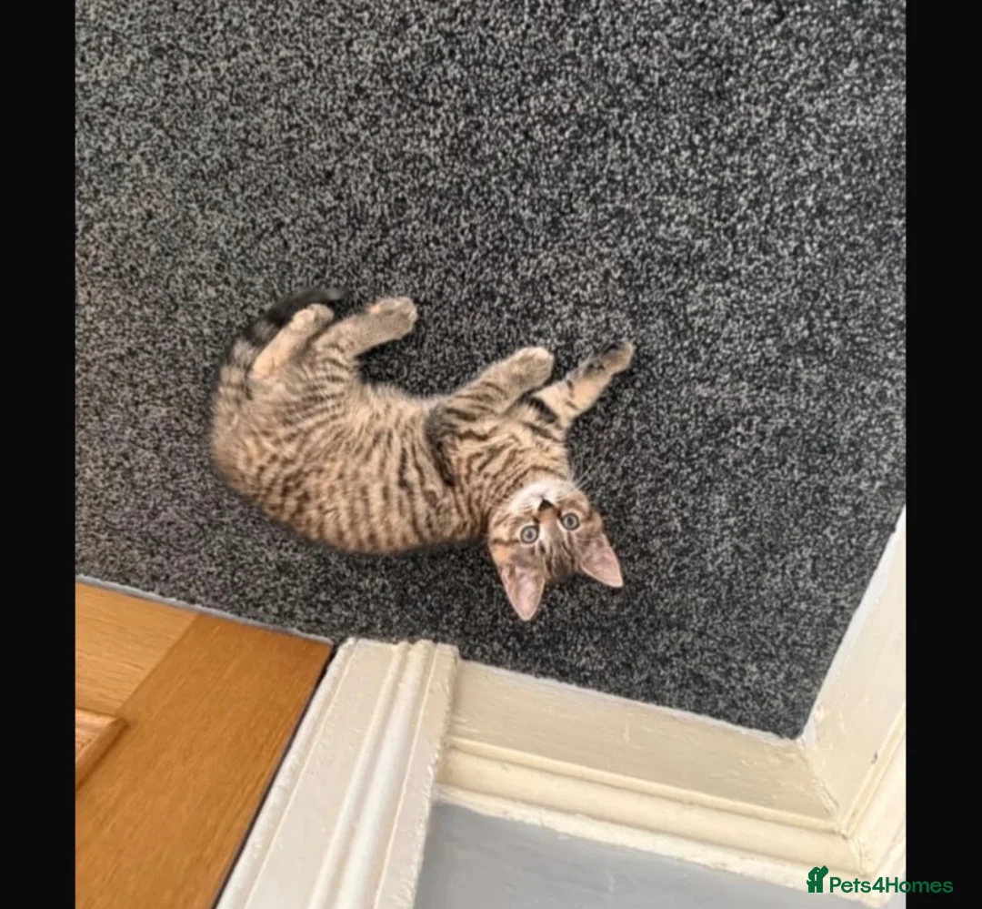 Bengal cats for sale: Bengal kittens  in Bradford - Advert 2