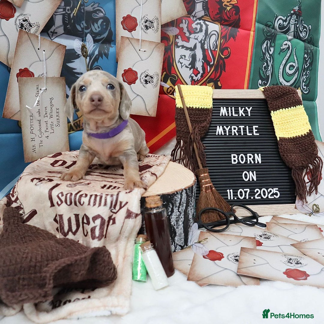 Miniature Dachshund dogs for sale: SPECTACULAR MINIATURE DACHSHUND PUPPIES - Image 7
