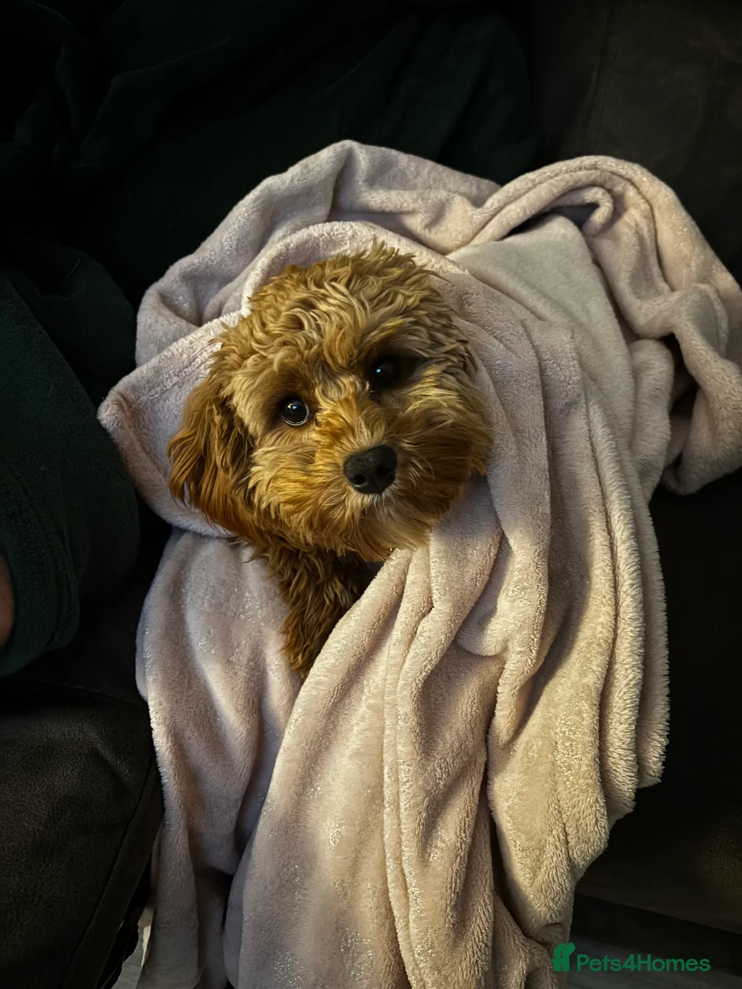 Cavapoo dogs for sale: River toy cavapoo - Advert 21