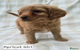 Cavapoo dogs for sale: SWEETEST CAVAPOO PUPPIES  - Image 5