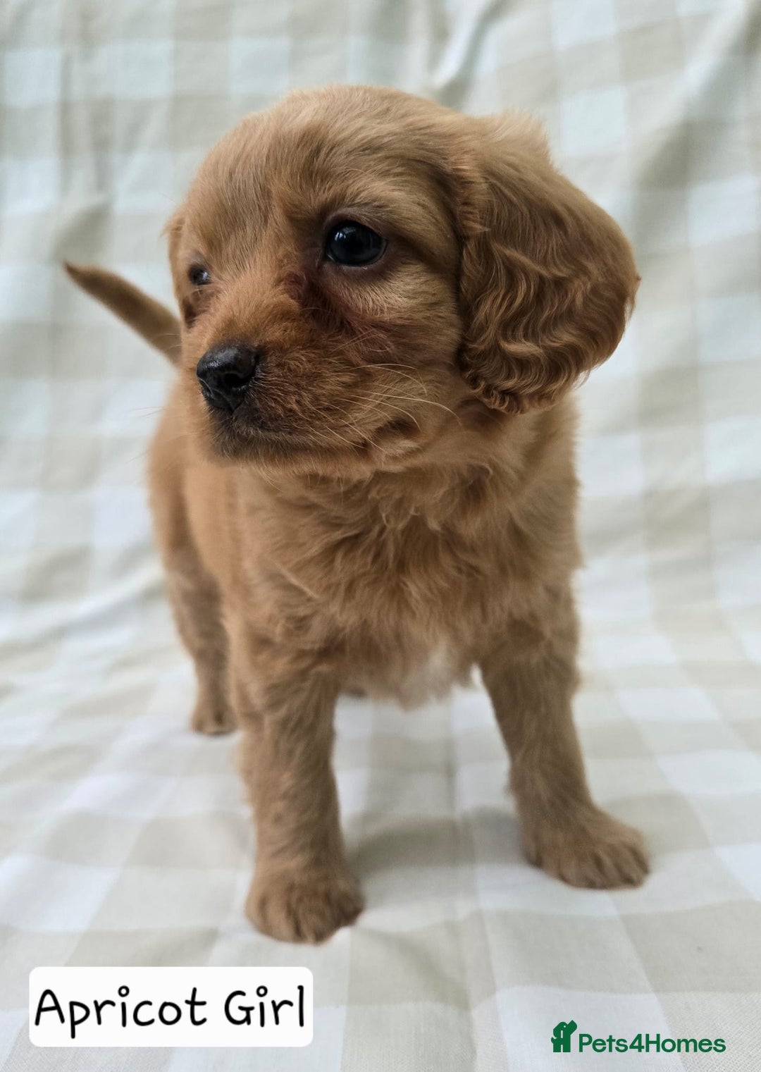 Cavapoo dogs for sale: SWEETEST CAVAPOO PUPPIES  - Image 5