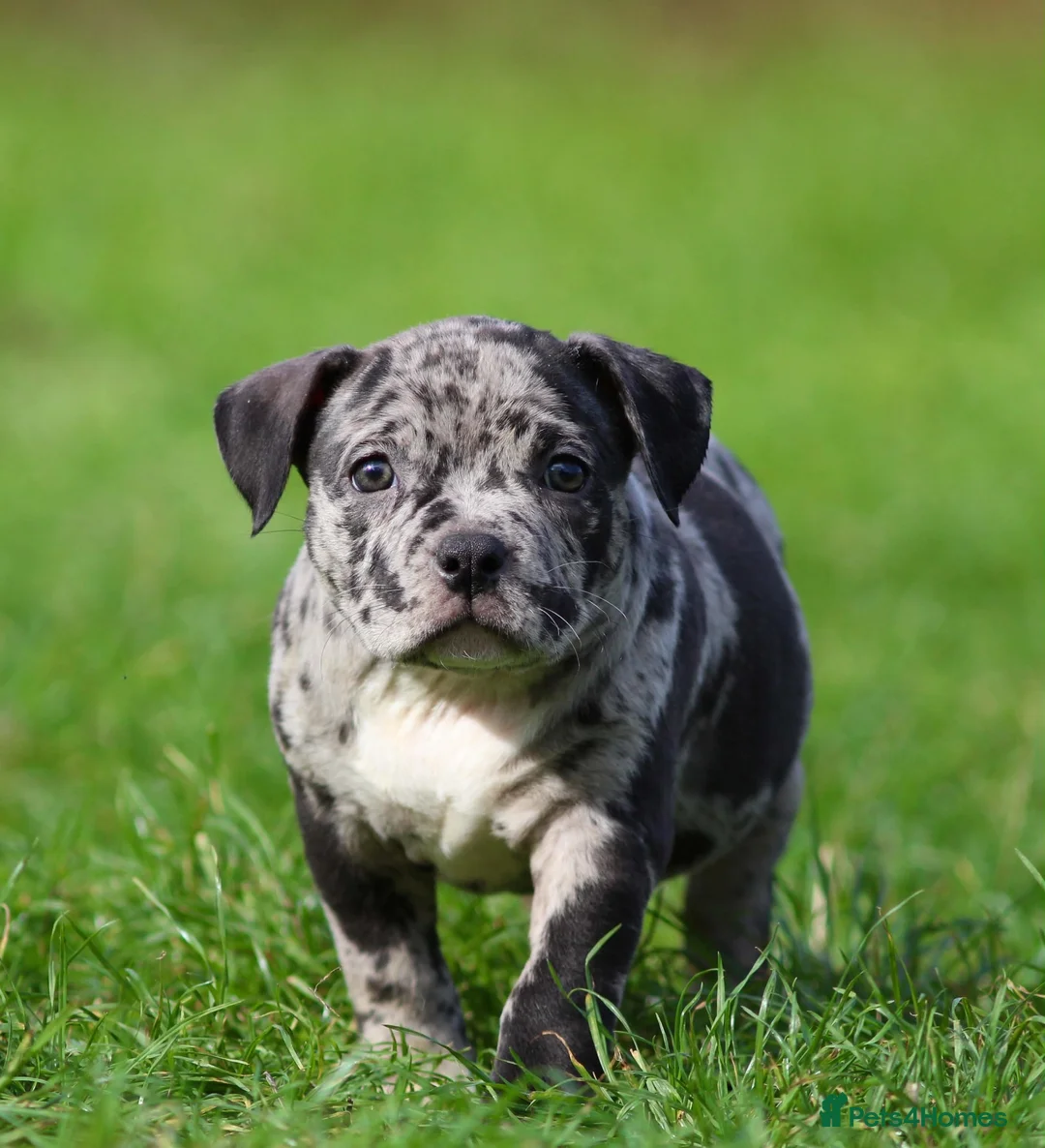American Bully dogs for sale: READY NOW 9 beautiful ABKC pocket bullies - Advert 1