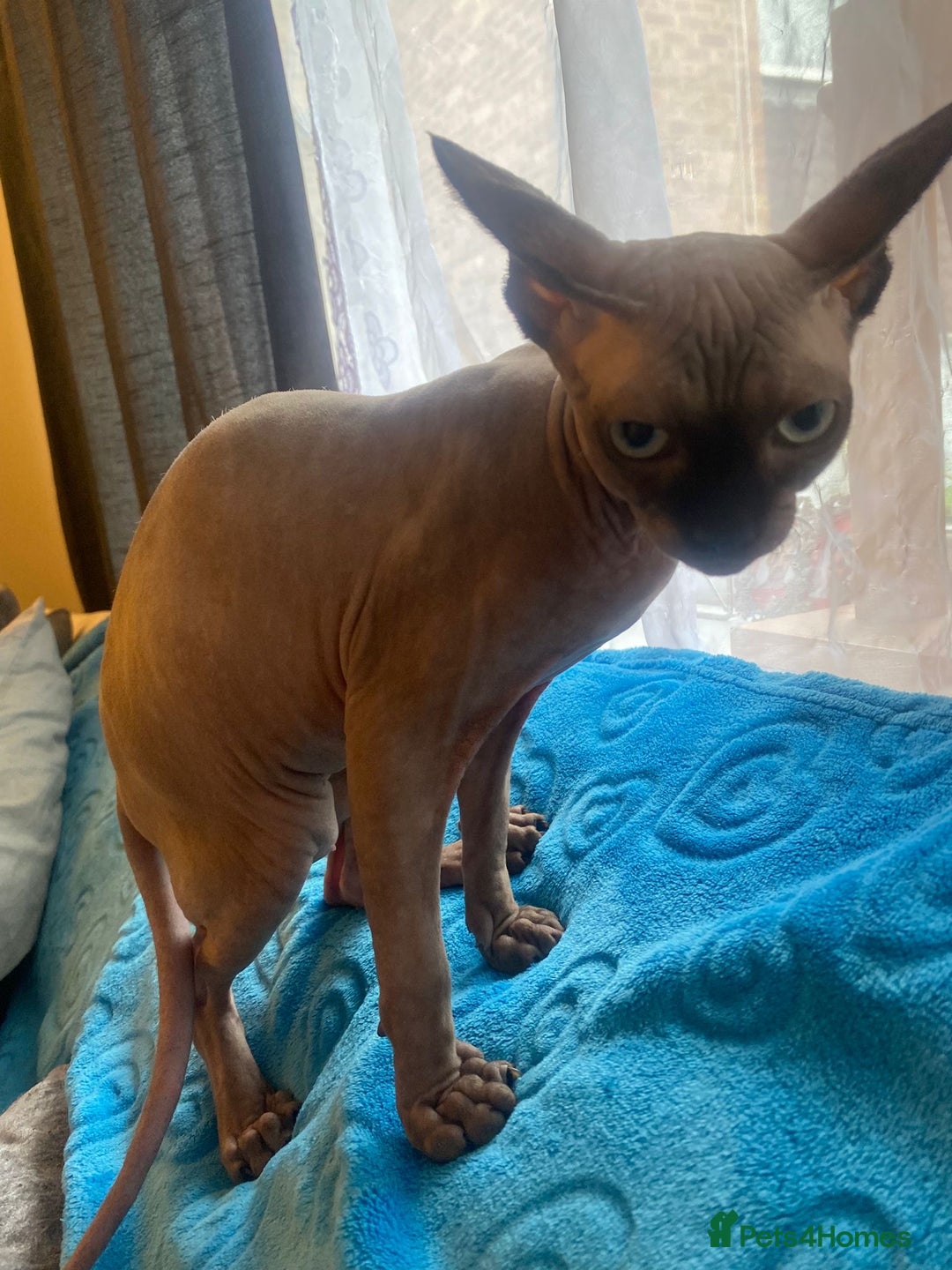 Sphynx cats for sale: Sphinx kitten ready now - Image 20