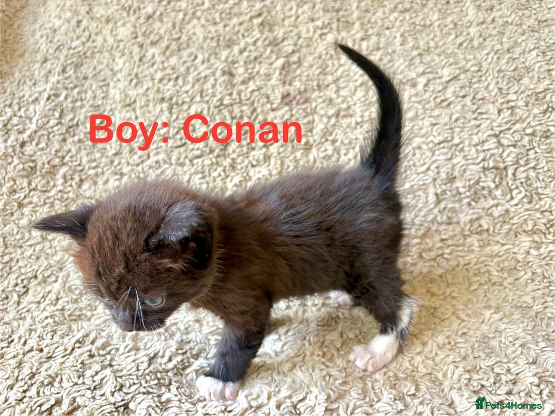 Exotic cats for sale: READY Silver Tabby cross exotic Fur Babies - Image 7
