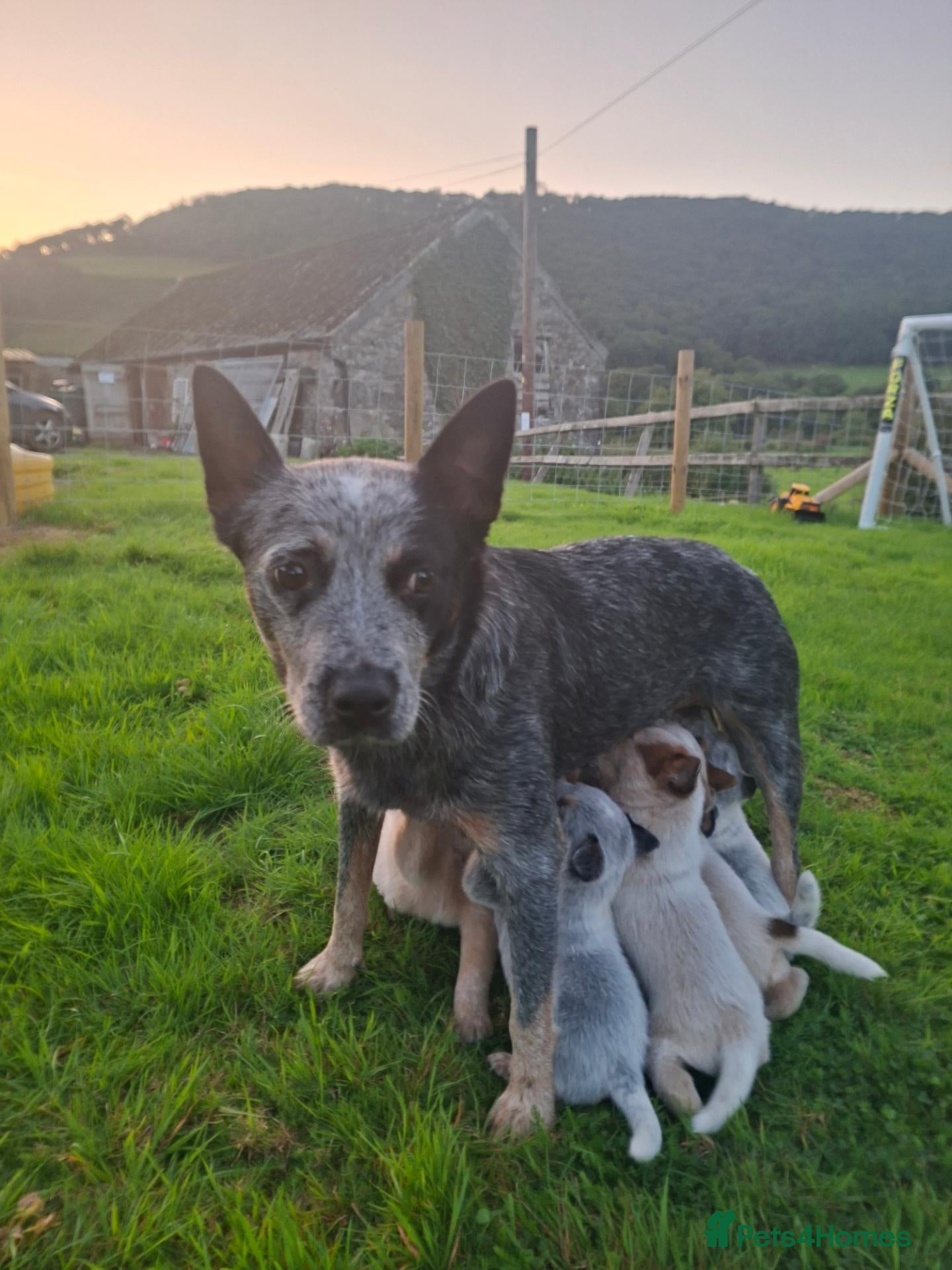 Australian Cattle Dog dogs Australian Cattle Dog Pups - Advert 2