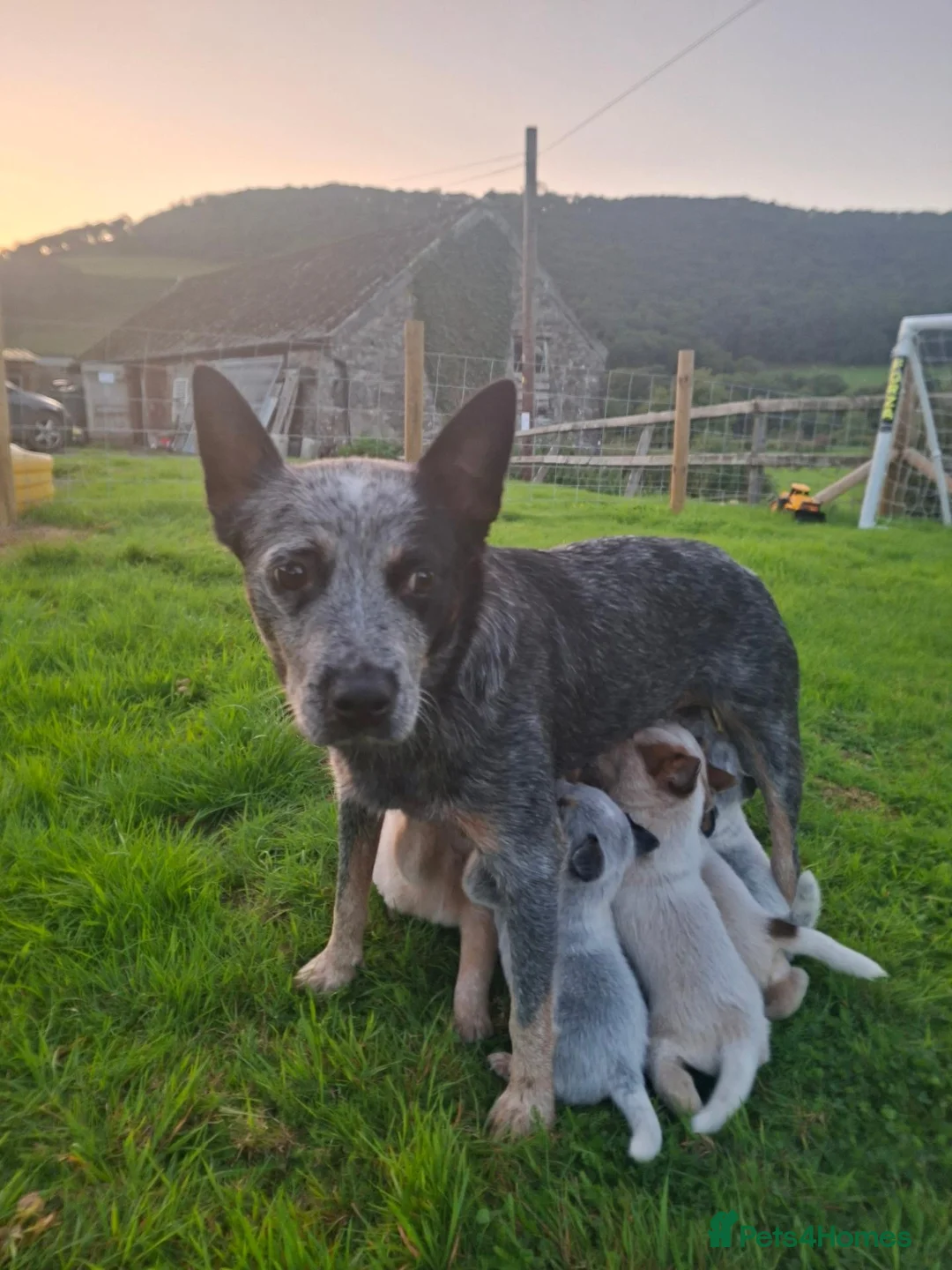 Australian Cattle Dog dogs for sale: Australian Cattle Dog Pups in Machynlleth - Advert 1